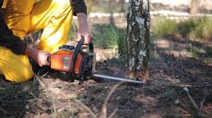 Best Root Management and Removal  in Aptos Hills Larkin Valley, CA