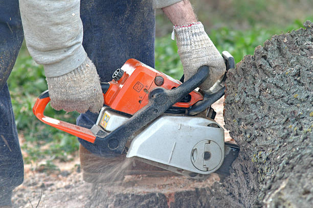 How Our Tree Care Process Works  in  Aptos Hills Larkin Valley, CA