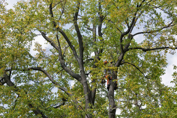 Trusted Aptos Hills Larkin Valley, CA Tree Care Experts